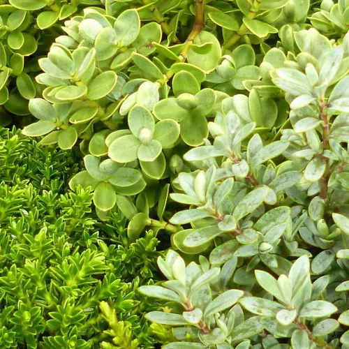 Hebe ou Véronique arbustive au feuillage vert - Le pot de 3 litres
