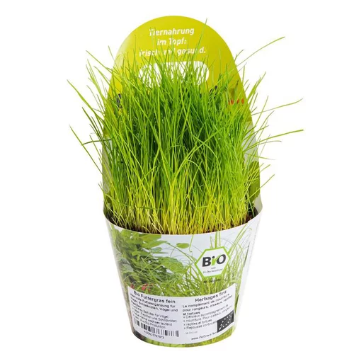 Plante Amie Des Animaux Festuca Bio. Le pot de diamètre 11 cm