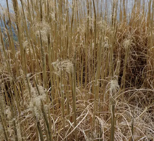 Miscanthus sinensis Gracillimus vert botanic®. Le pot de 7,5 litres