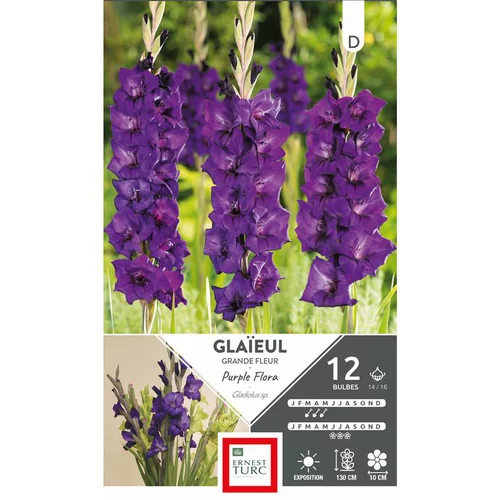 Glaïeul Purple Flora violet Ernest Turc - 12 bulbes