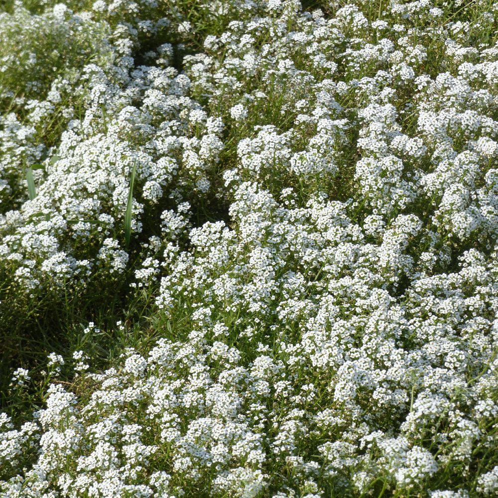 Alysse odorant Alyssum maritimum