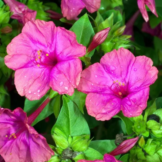 Mirabilis Belle De Nuit