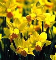 Narcisse Attraction - Le pot de 2,5 litres