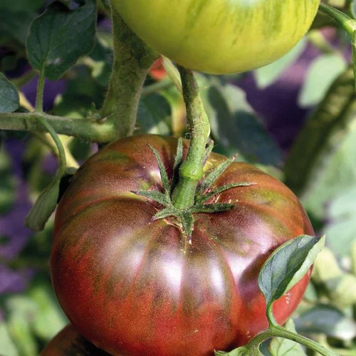 Tomate Côtelee Noire De Crimee Bio. La barquette de 3 plants