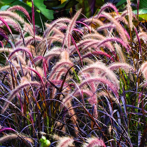 Herbe-aux-Écouvillons pourpre botanic®. Le pot de 1 litre