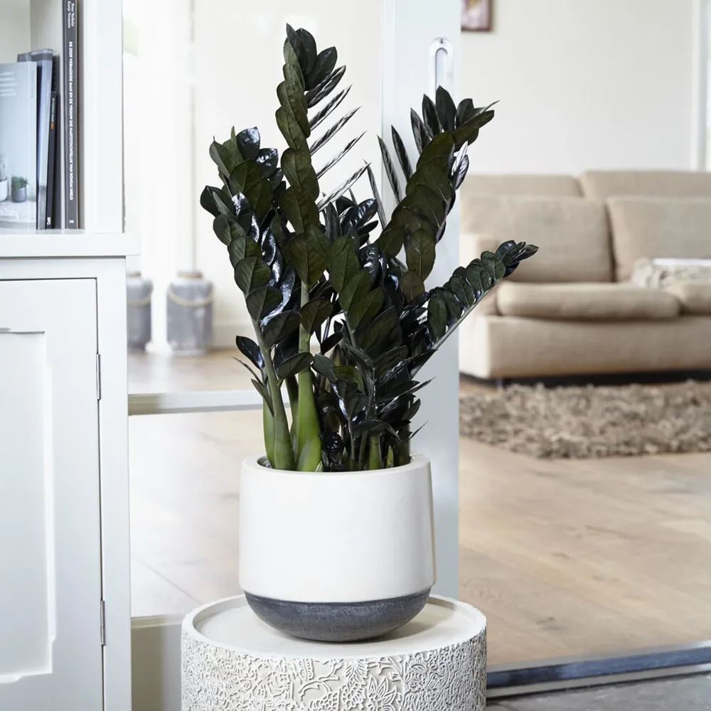 Zamioculcas Raven Zamioculcas zamiifolia Raven
