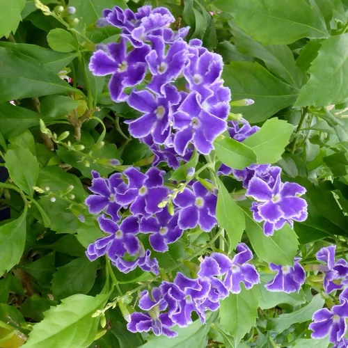 Duranta Repens - Le pot de 2,5 litres