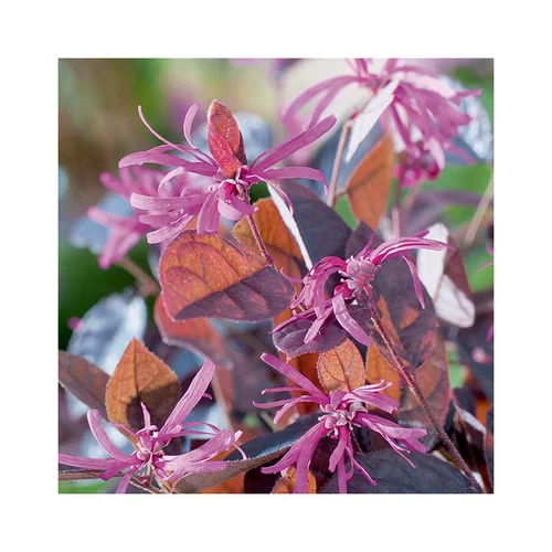 Loropetalum chinense fire dance coloris violet. Le pot de 10 litres