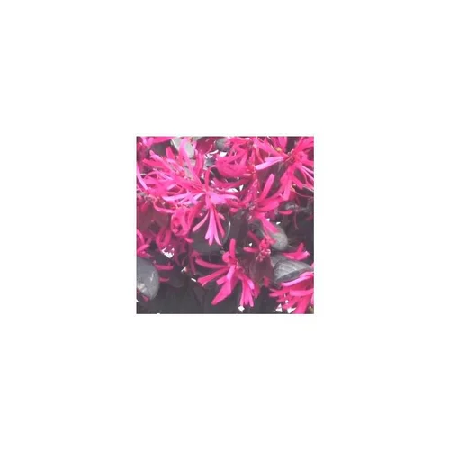 Loropetalum Buisson - Le pot de 3 litres