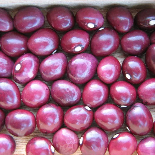 Graines bio de Haricot Coco rose de la Meuse