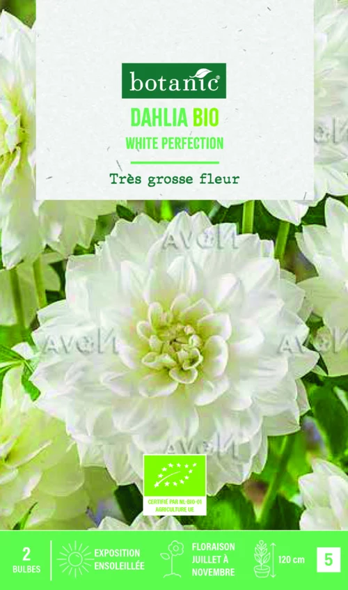 Bulbes de fleurs Dahlia décoratif White Perfection bio botanic® - 2 bulbes