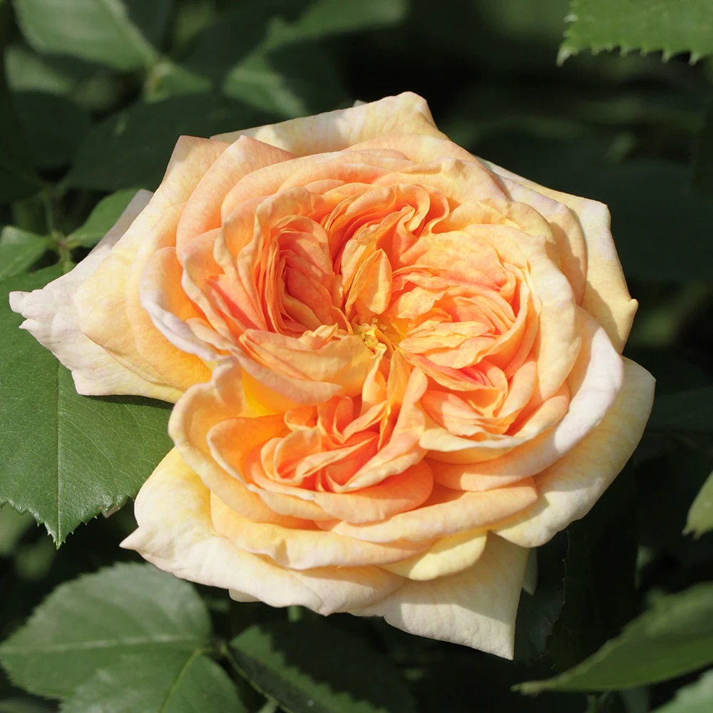 Rosier grimpant Alchymiste Rosa Alchymiste