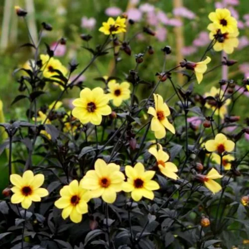 Dahlia Mystic Ladies Illusion - Le pot de 4 litres