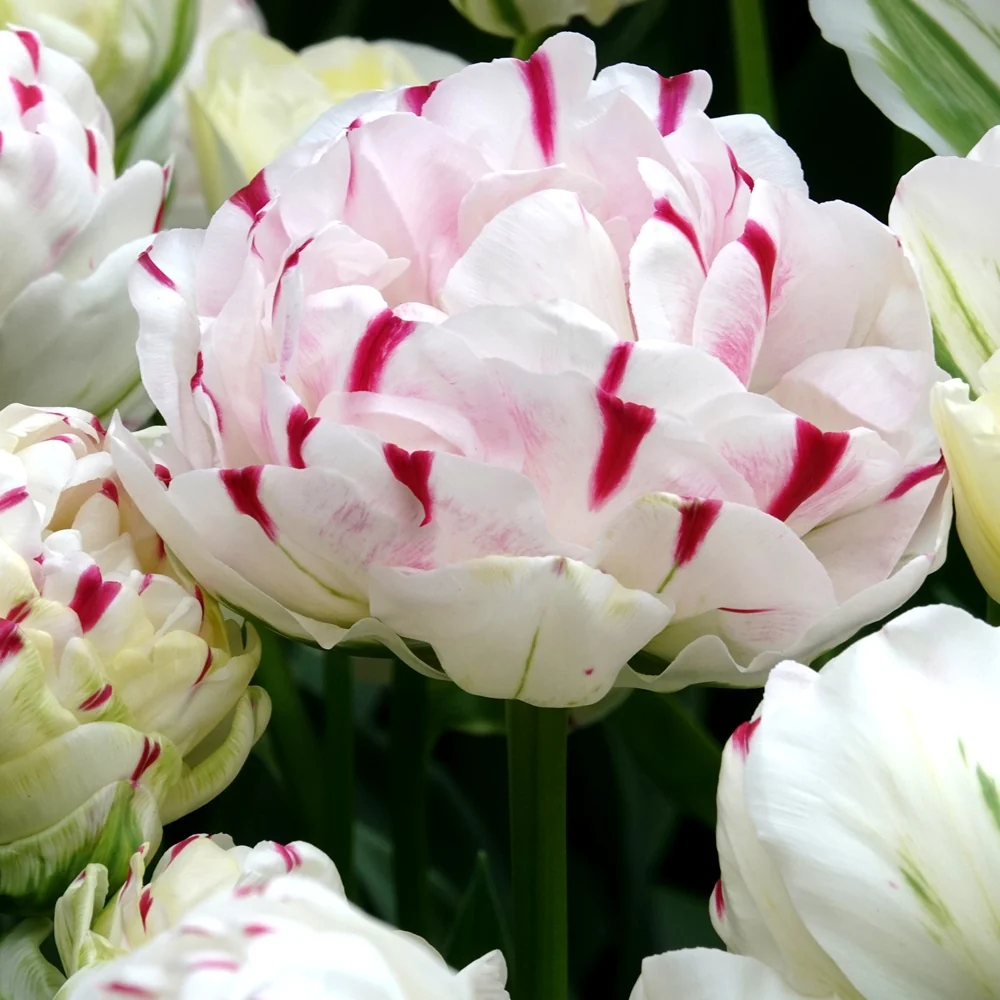 7 Tulipes double Danceline Tulipa Danceline