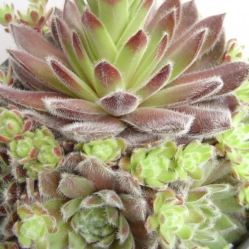 Sempervivum Vert - Le pot de 1 litre