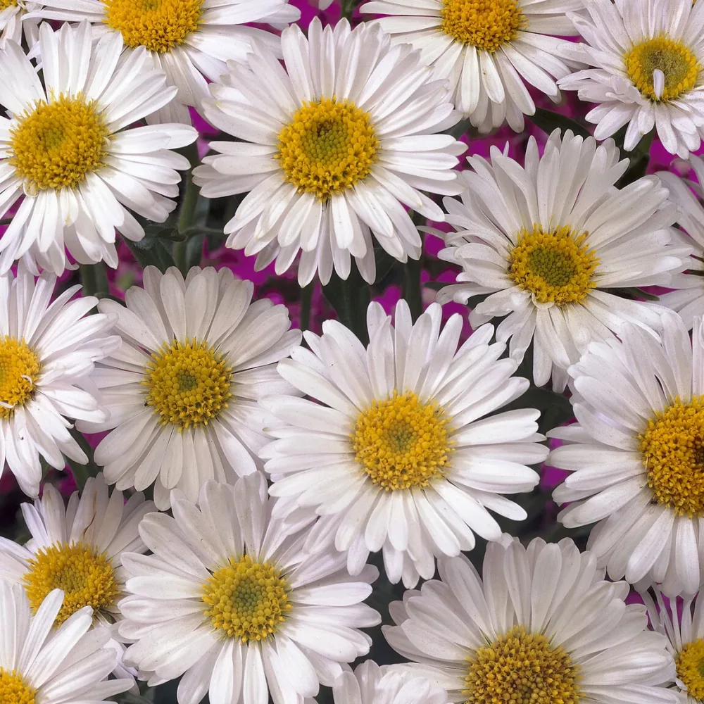 Aster des Alpes Albus Aster alpinus Albus