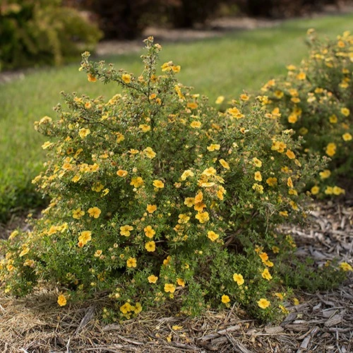 Potentille arbustive Citrus Tart Potentilla fruticosa citrus tart
