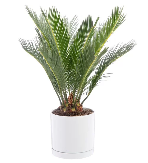 Cycas revoluta vert en pot blanc émaillé botanic®. Le pot Ø 18 cm