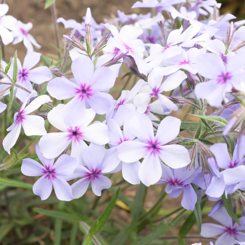 Phlox divaricata Chattahoochee Phlox divaricata chattahoochee