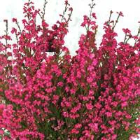 Bruyère Gracilis Arlequin bicolore - Le panier déco