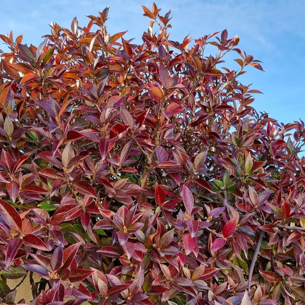 Jasmin étoilé Winter Ruby® Trachelospermum jasminoides Winter Ruby®