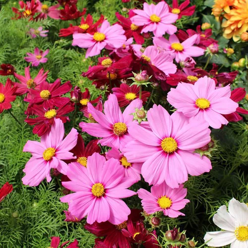 Cosmos à fleurs multicolores - Le pot 0,5 litre