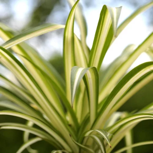 Chlorophytum ou Plante-araignée vert - Le pot de 0,5 litre