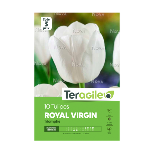 BULBES DE TULIPES 'ROYAL VIRGIN' TRIOMPHE - TERAGILE® - X10