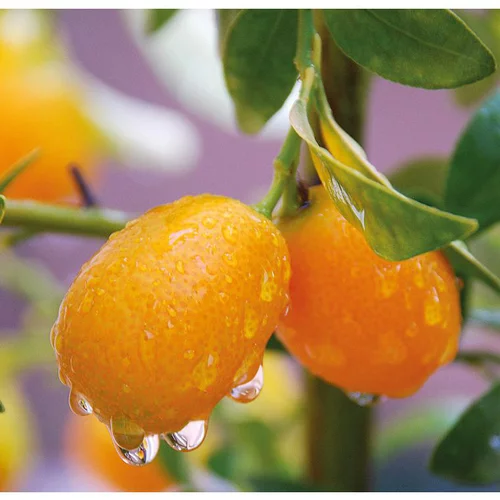 Kumquat. Le pot de 5 litres