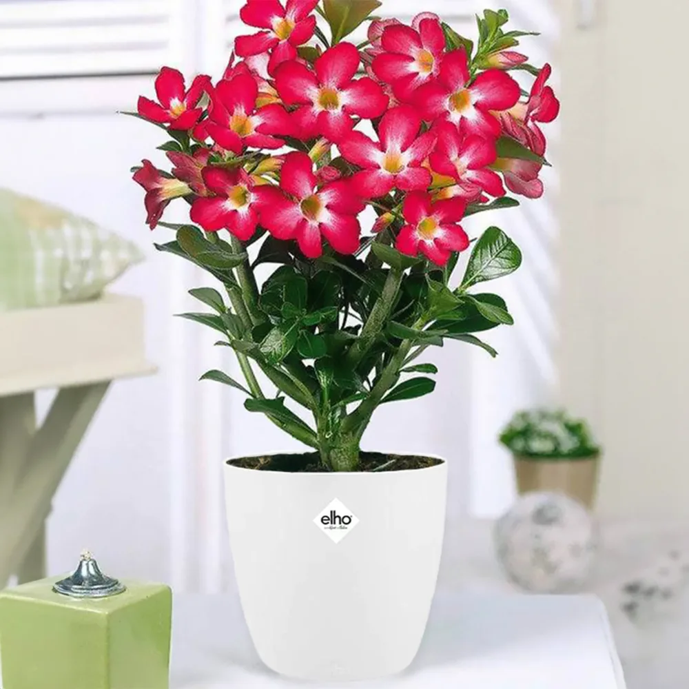 Rose du désert et son cache-pot blanc ELHO Adenium obesum