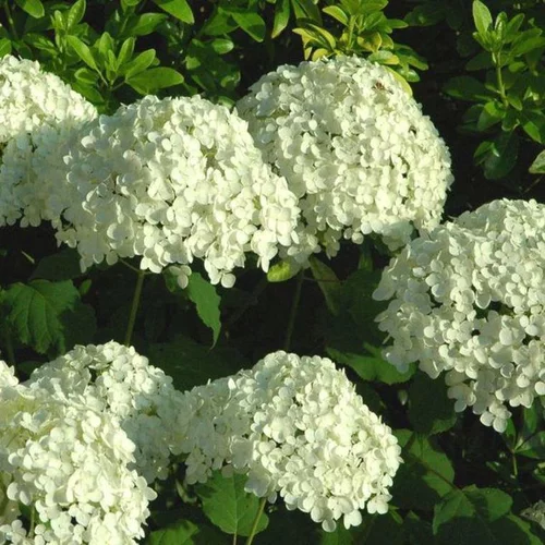 Hortensia Annabelle (Hydrangea Arborescens) blanc. Le pot de 10 litres