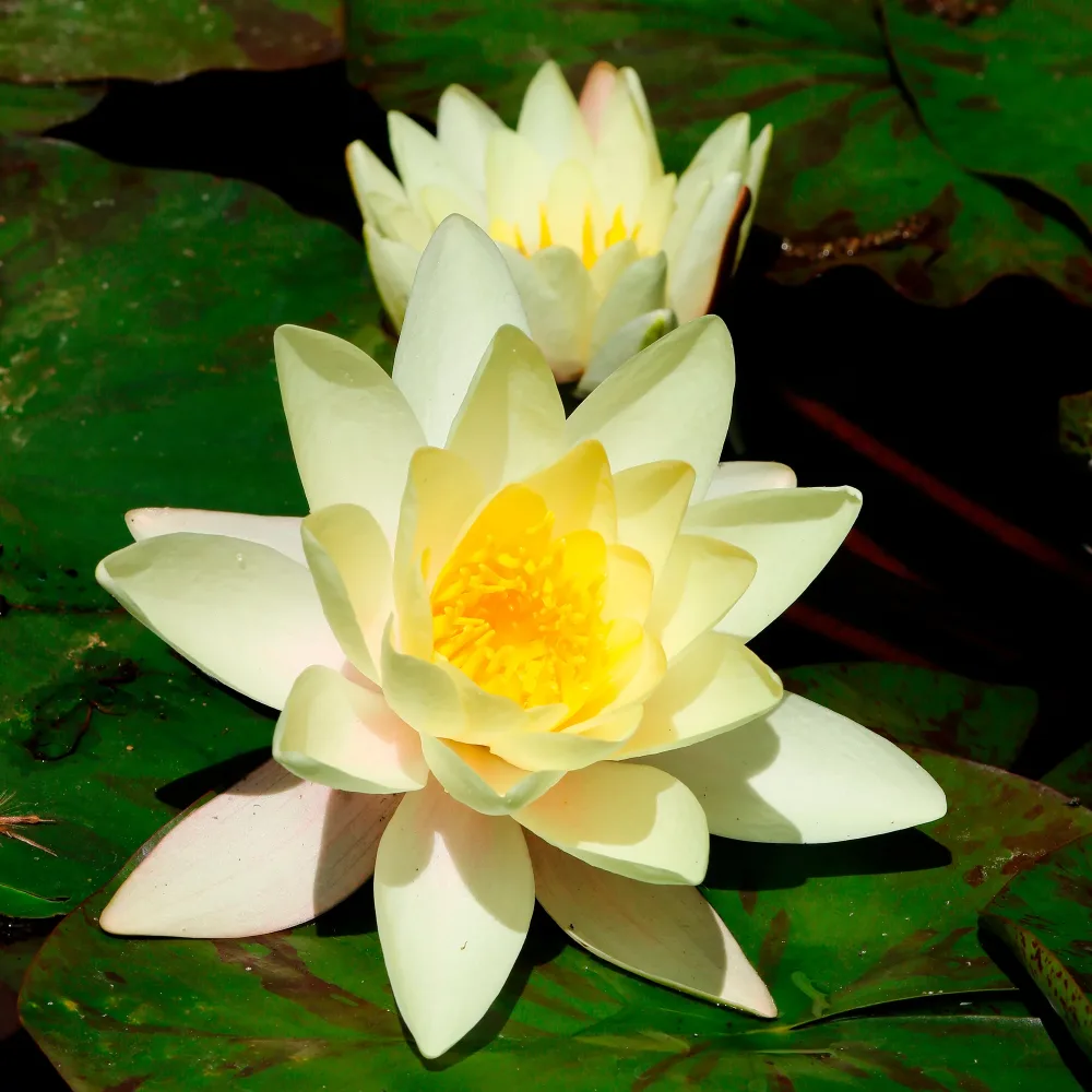 Nénuphar Marliacea Chromatella Nymphaea marliacea Chromatella
