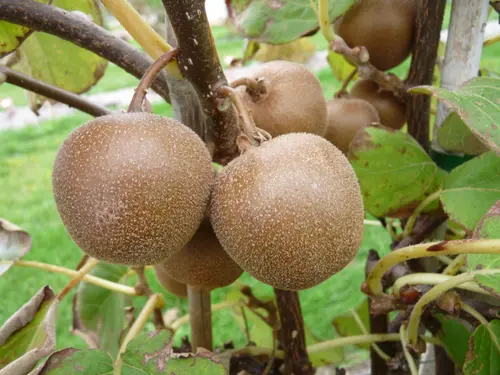 Kiwi 'Minkigold'. Le pot de 2 litres