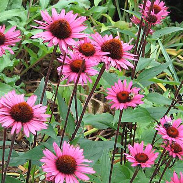 6 x Rudbeckia pourpre 'Fatal Attraction' – Echinacea purpurea 'Fatal Attraction', godet 9cm x 9cm