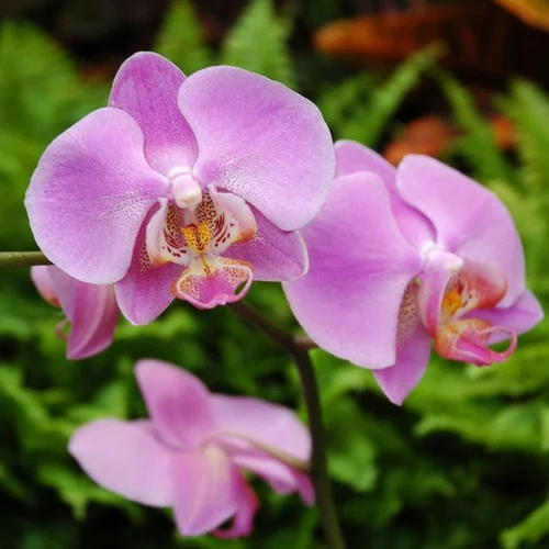 Phalaenopsis Balletto blanc botanic® - Pot Ø12 cm