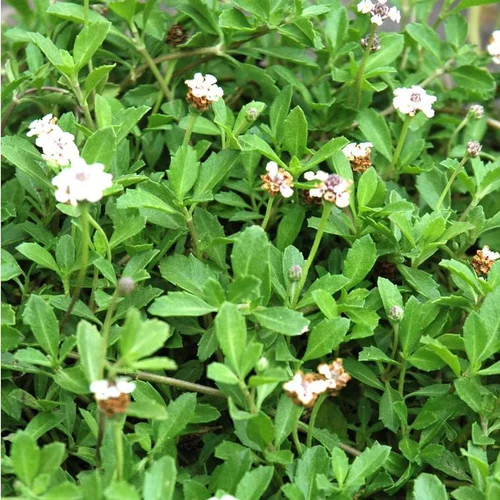 Lippia Nudiflora - La barquette de 6 plants