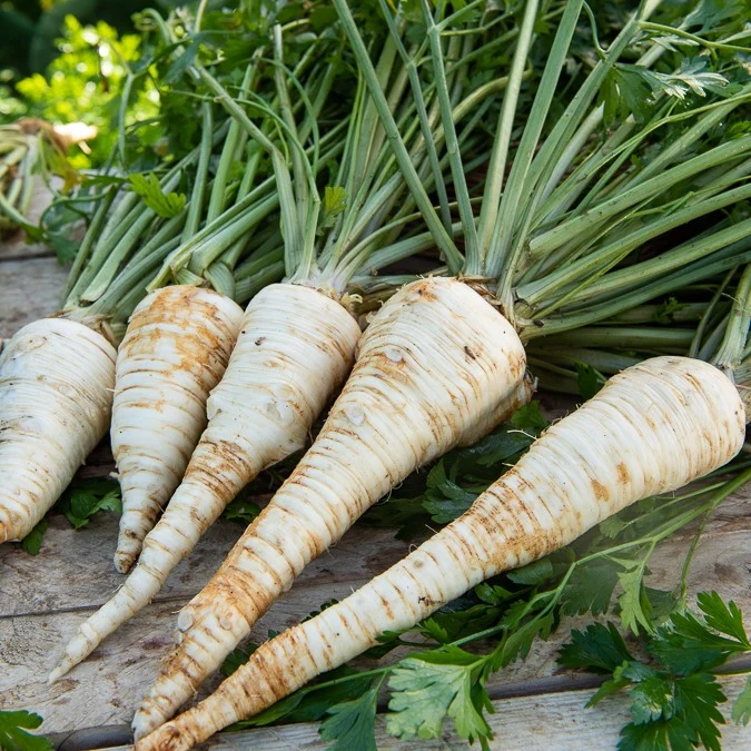 Persil de Hambourg Petroselinum crispum tuberosum