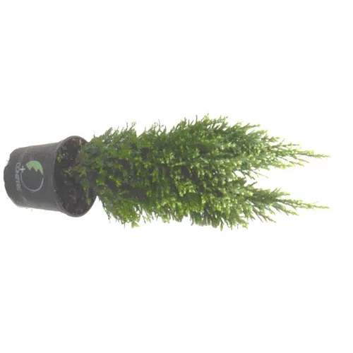 Cyprès de Lawson ou chamaecyparis lawsoniana snow white. Le pot de 1 litre