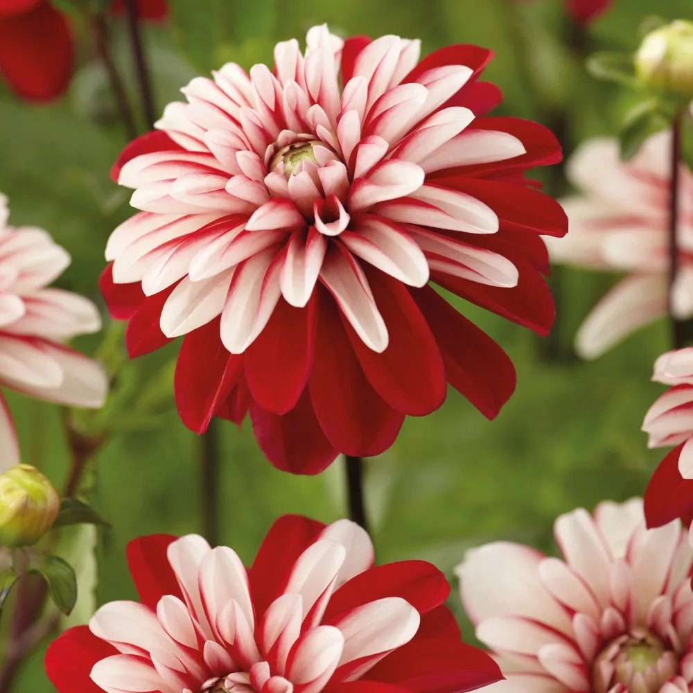 3 Dahlias Pacific Time Dahlia pacific time