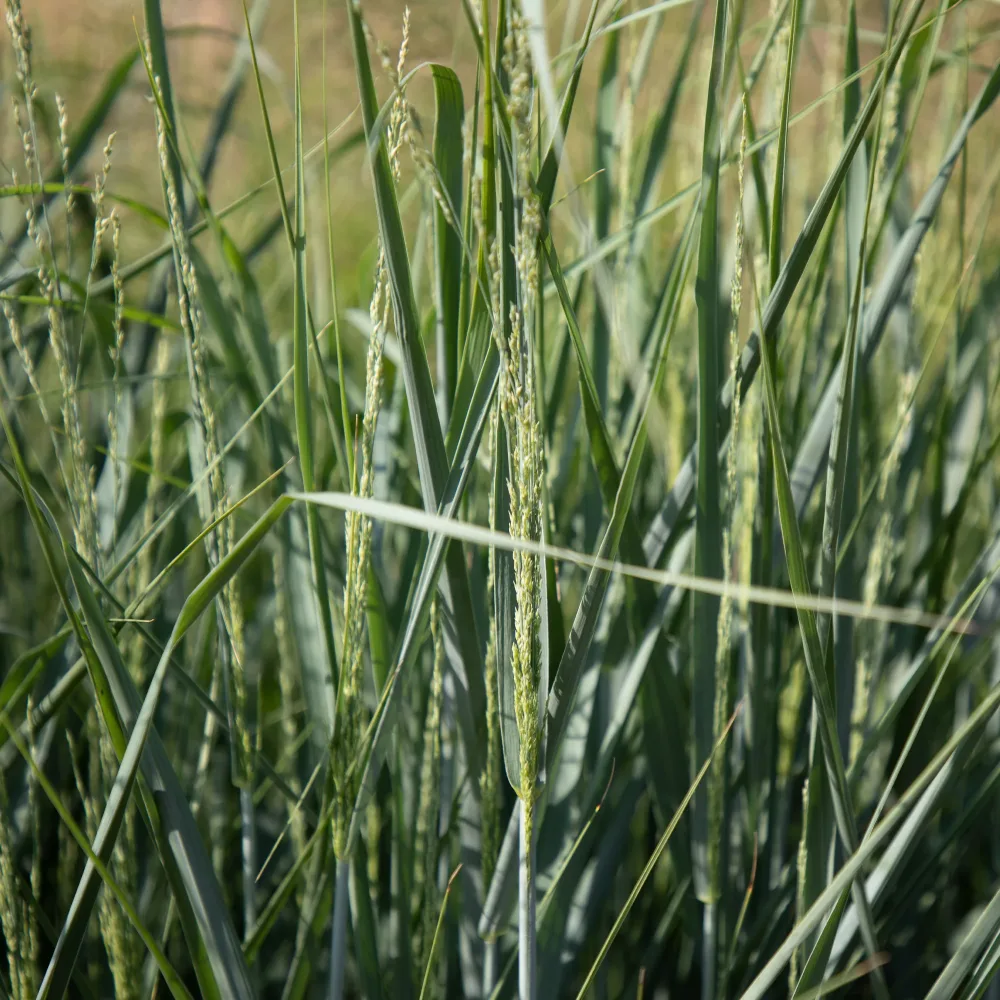 Panic érigé Panicum amarum