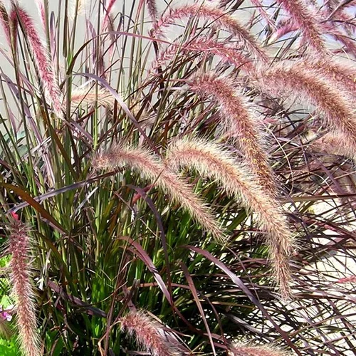Pennisetum "Rubrum" - Le pot de 2 litres