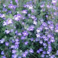 Scutellaria Costaricana - Le pot de 2 litres