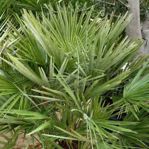 Chamaerops Humilis vert ou Palmier nain 80/100 cm en pot de 5 L