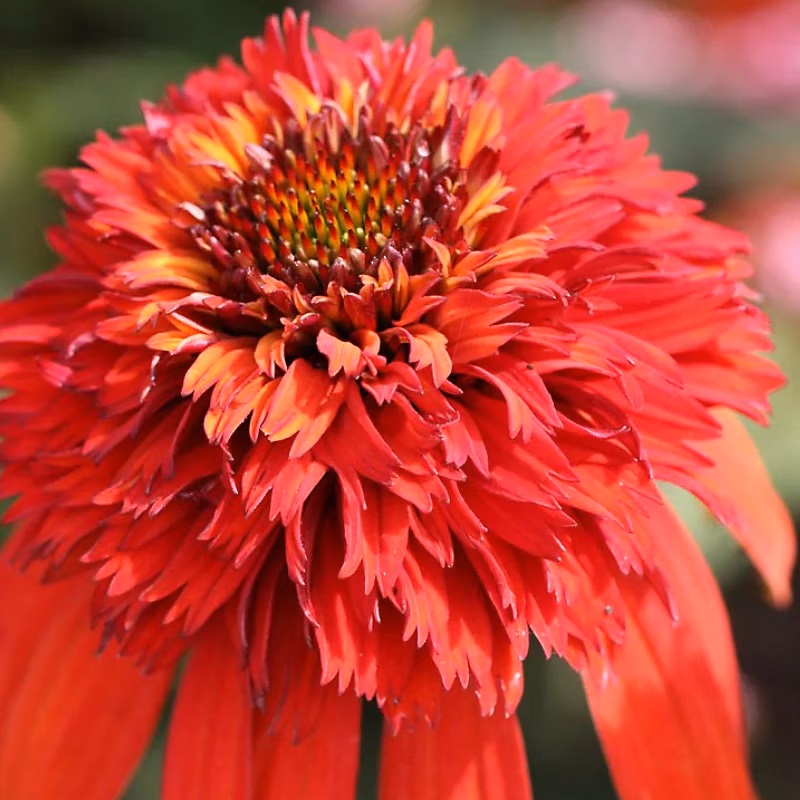 6 x Rudbeckia pourpre 'Hot Papaya' – Echinacea purpurea 'Hot Papaya', godet 9cm x 9cm