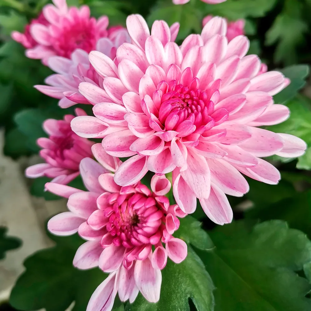 Chrysanthème rose Chrysanthemum indicum