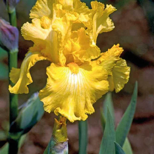 Iris des Jardins jaune - Le pot de 9 x 9 cm