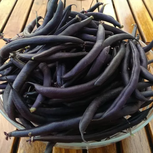Graines bio de Haricot Purple Teepee
