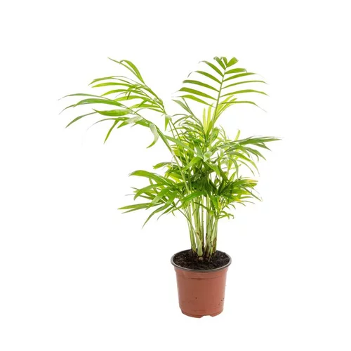 Chamaedorea Elegans ou Palmier nain pot Ø9 cm/ H25 cm