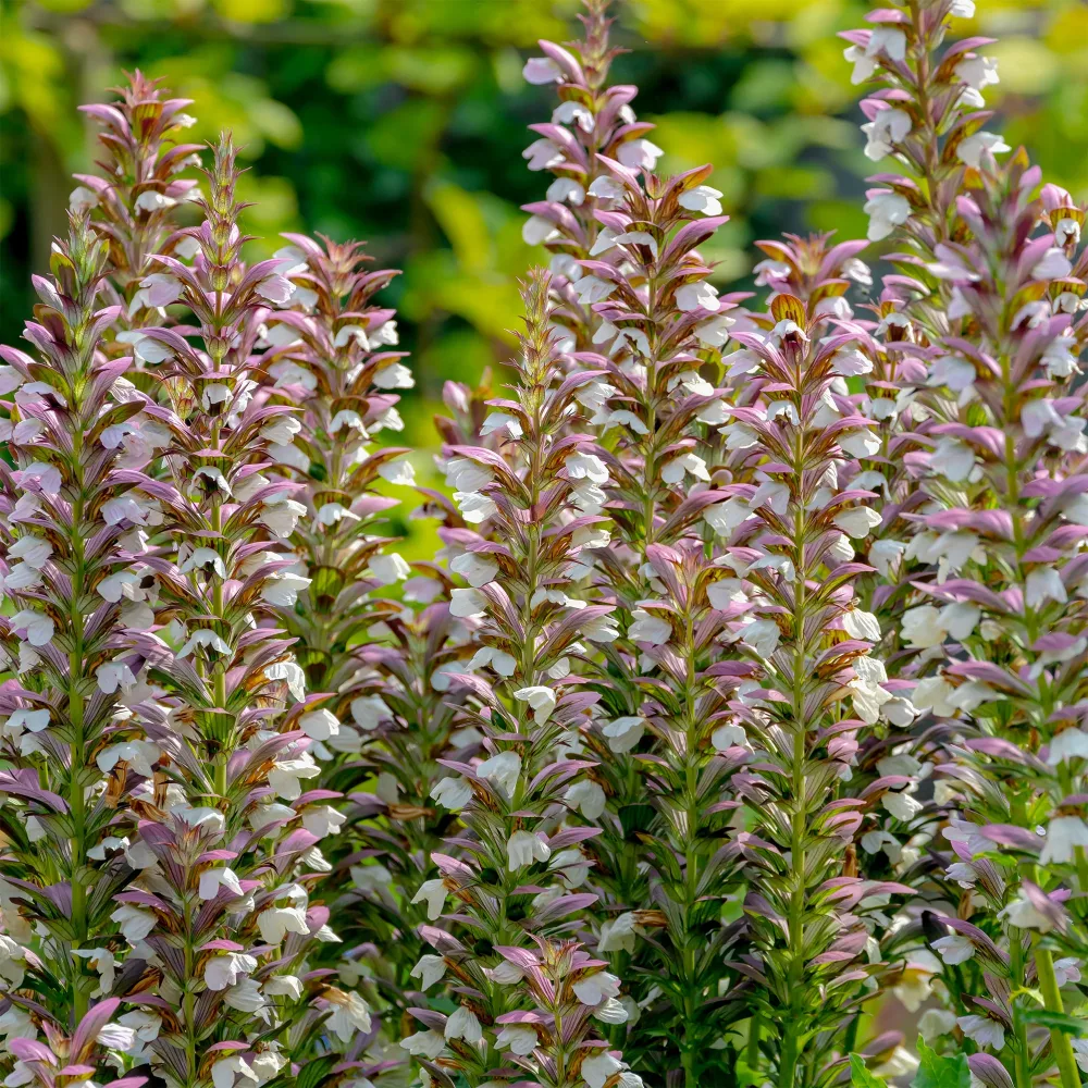Acanthe épineuse Acanthus spinosus