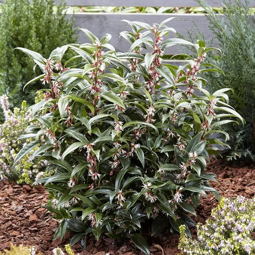 Sarcococca Winter Gem en pot de 4 L